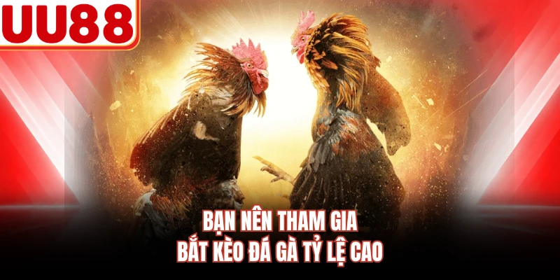 Bạn nên tham gia bắt kèo đá gà tỷ lệ cao