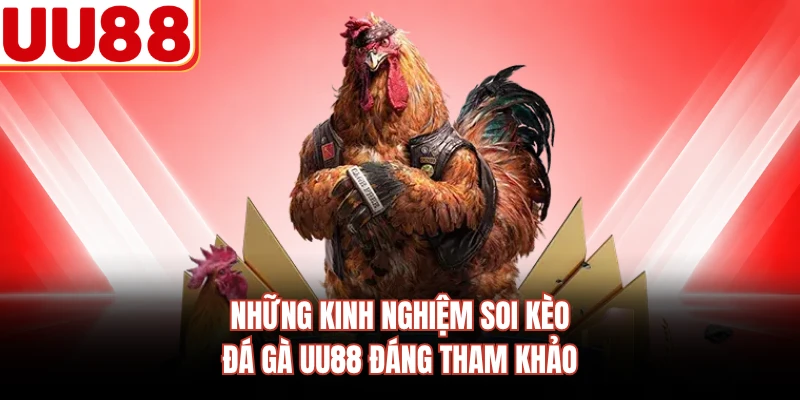 Những kinh nghiệm soi kèo đá gà UU88 đáng tham khảo