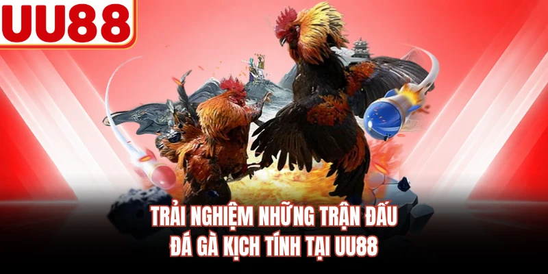 Trải nghiệm những trận đấu đá gà kịch tính tại UU88